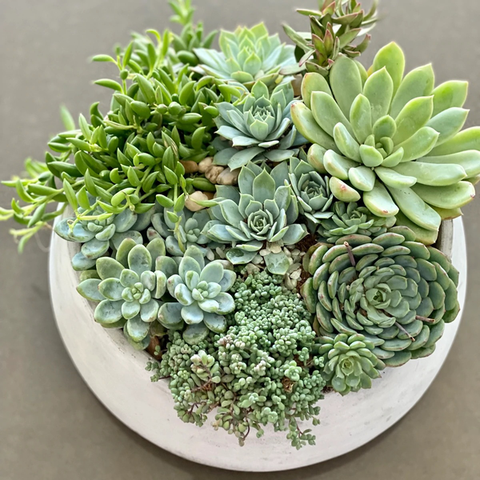 Mixed Succulent – ART Flowers LA