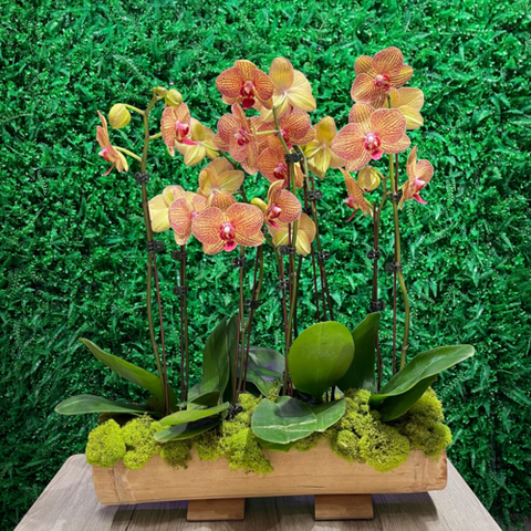 Orange Orchids – ART Flowers LA