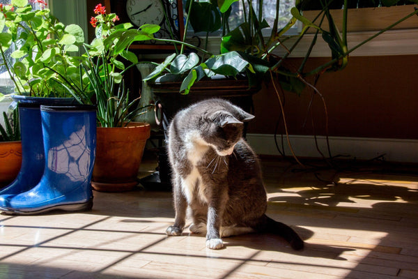 Pet-Friendly House Plants – ART Flowers LA