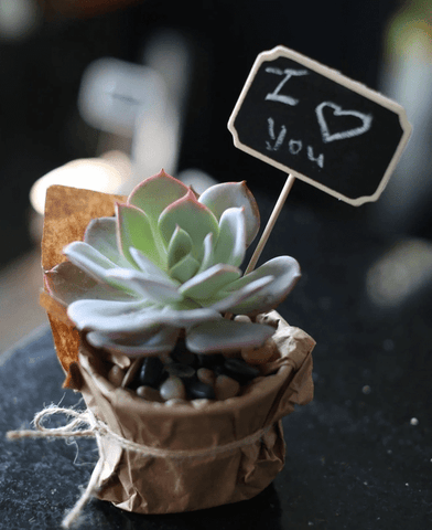 Succulent – ART Flowers LA