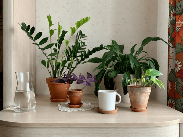 Thriving in the Shade: Using Houseplants in Low Light – ART Flowers LA