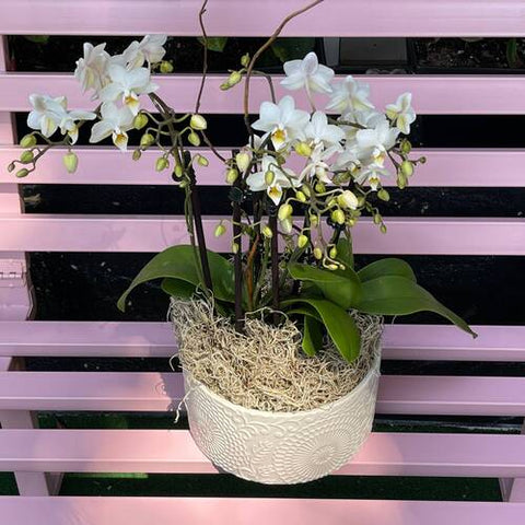 White Orchids – ART Flowers LA
