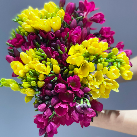 Bright Freesia