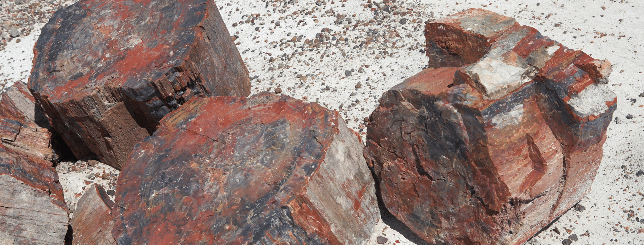 Pierre bois fossilisé, silicifié ou pétrifié - Bienfaits, vertus