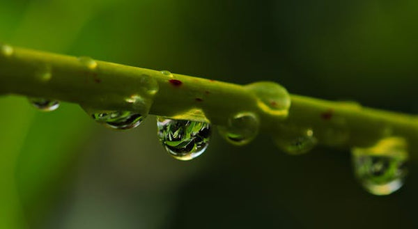 drip irrigation agriculture