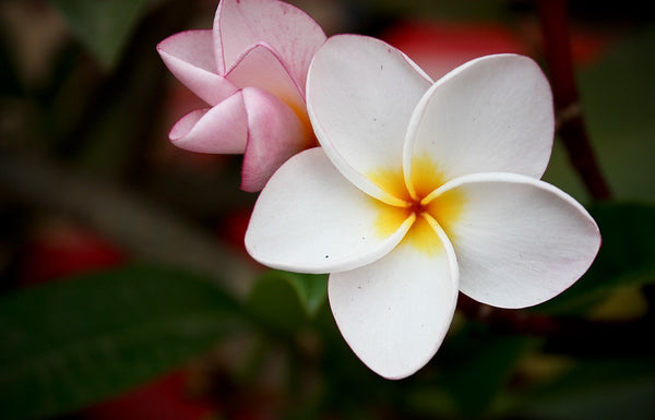 Fleur-de-frangipanier-emblema-national-du-laos