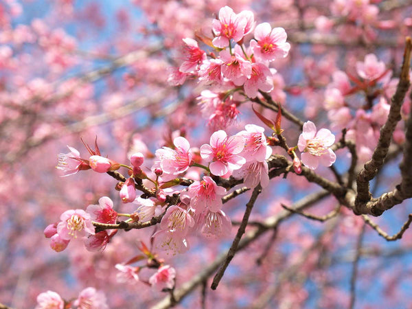 Flores de la casa-japonais-sakura