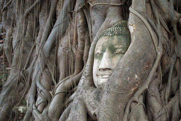 Árvore-bodhi-tete-de-bouddha-dens-arbre