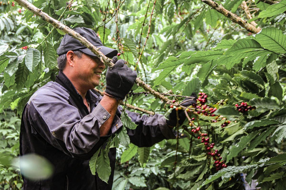 the best coffee farmers