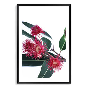 A beautiful floral wall art of red wild flowers A and green eucalyptus leaves, available unframed or framed.