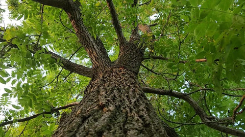 A picture containing walnut tree, outdoor, plant, walnut tree trunk and branches