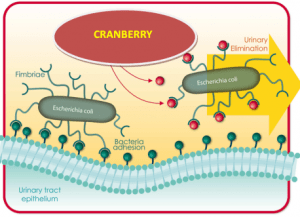 Cranberry