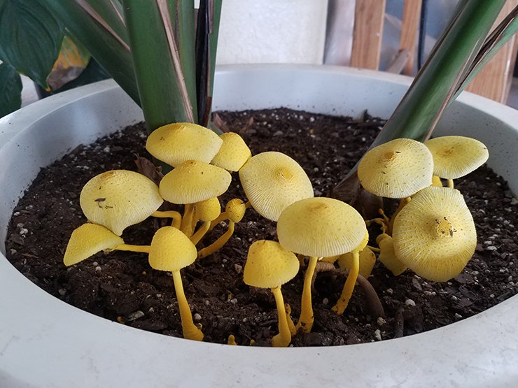 Mushrooms growing out of a small plant in a pot