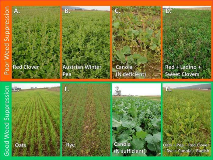 Cover Crops Guide 2019