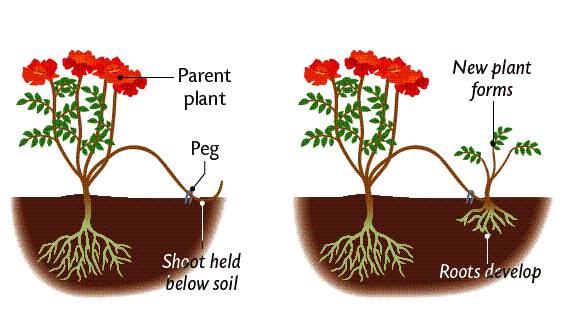 Illustration of layering plants
