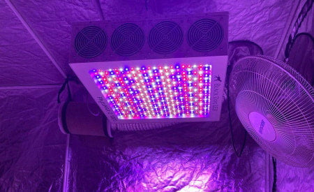 Black Dog LED grow lights set up inside an indoor grow tent.