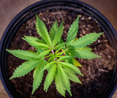 a photo of a cannabis plant on vegetative stage in a small pot