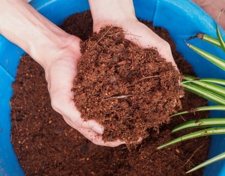 Coco coir in a bucket.