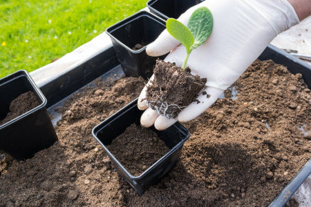 Using soil grow medium in a container garden.