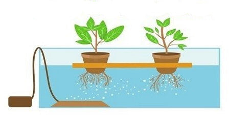 How does deep water culture (DWC) hydroponics work?