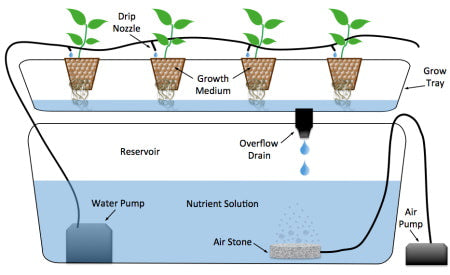 How does drip system hydroponics work?