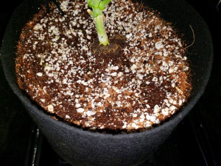 Coco coir used as a growing medium in a fabric pruning pot.