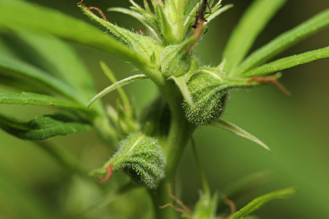 a close up photo of a wild female cannabis bud