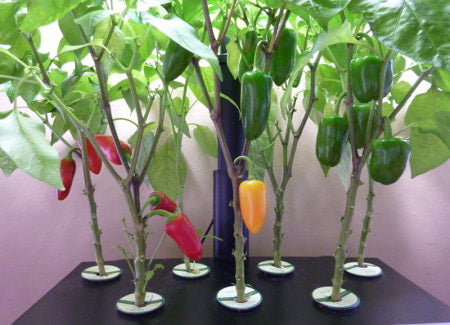 Spicy peppers growing in hydroponic system.