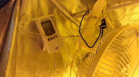 A hygrometer measuring the humidity and temperature levels inside of a grow tent.