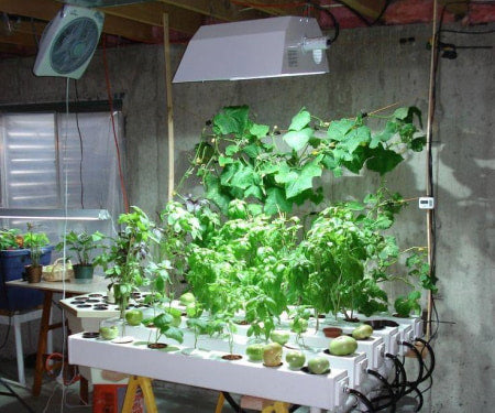 Indoor vegetable hydroponic grow room setup with grow lights and fans.