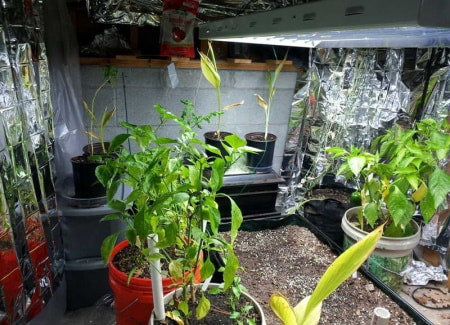 Indoor vegetable grow room with plants, grow lights, and mylar walls.