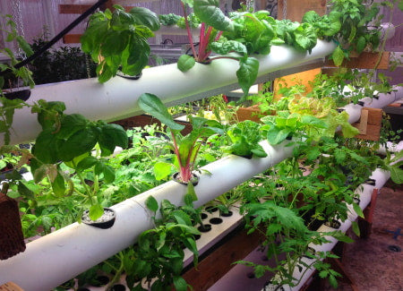 Indoor hydroponics setup for growing vegetables.