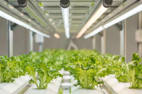 a photo of lettuce hydroponic plants under an LED light