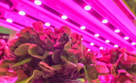 Lettuce growing under LED grow lights in an indoor grow room.