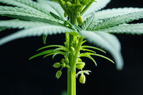 a macro photo of a male cannabis bud