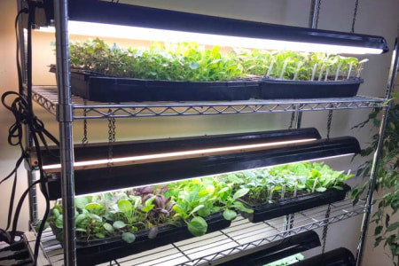 Multiple greens growing under grow lights in an indoor grow room.