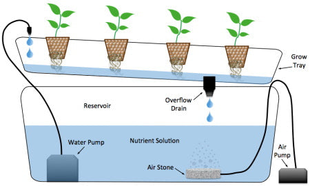 How does NFT (nutrient film technique) hydroponics work?