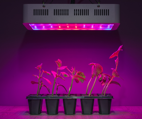 a photo of young plants under an LED light