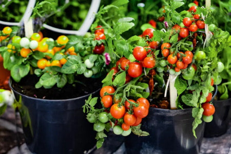 Potted tomato plants in a container garden.