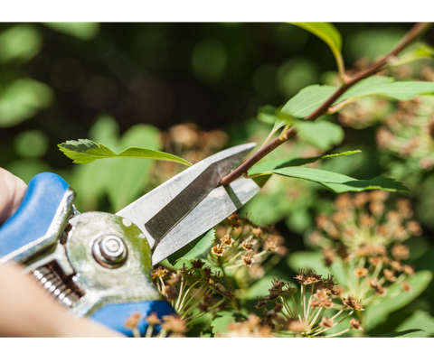 a photo of a hand holding a pruning tool while pruning a plant
