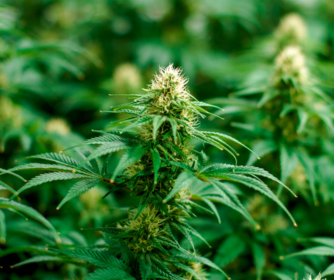 a photo of thriving cannabis plant on flowering stage