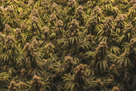 a photo of sea of green cannabis tightly grown together