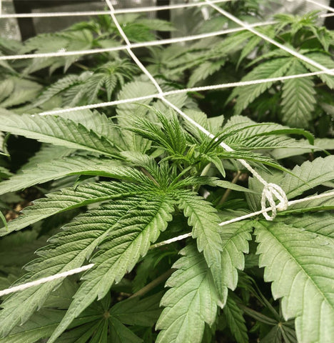 a photo of cannabis under netting