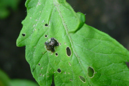 Pest damage on a tomato plant leaf.