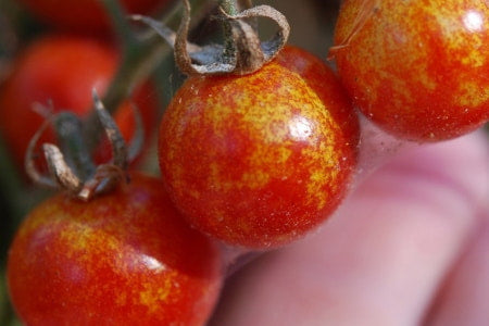 Spider mite webbing and damage to small tomato plants.