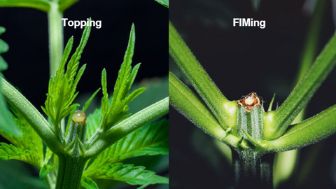 a photo collage of cannabis plant using topping and fimming technique