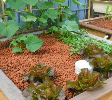 Vegetable plants growing in clay pebbles in an indoor grow rooms.