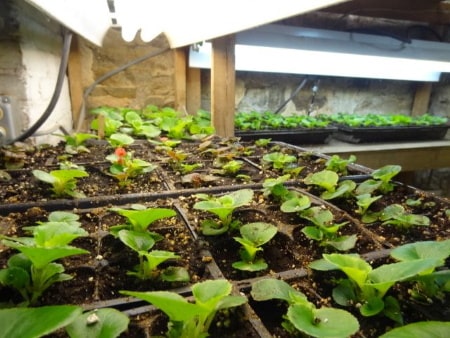 Vegetable indoor grow room setup.