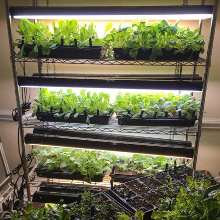 Vegetables under grow lights in an indoor grow room.