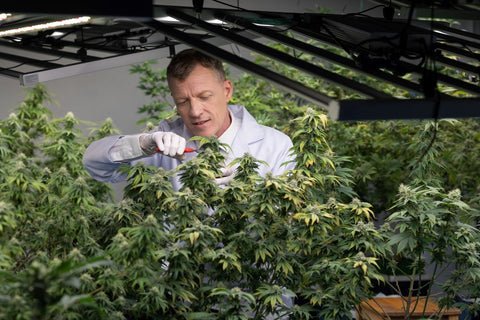 a male scientist taking care of cannabis plants